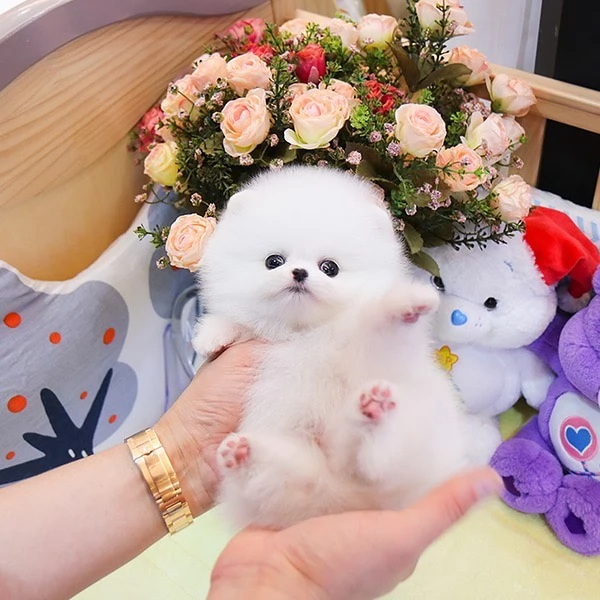 Incontra il cucciolo di Pomerania più bello e disponibile per la tua casa | Foto 7