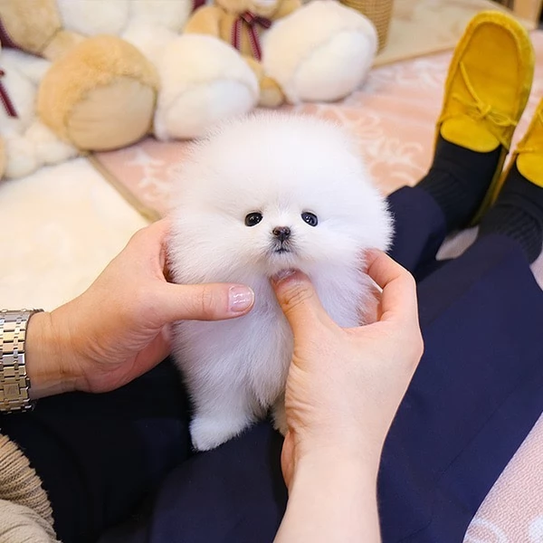 Incontra il cucciolo di Pomerania più bello e disponibile per la tua casa | Foto 1