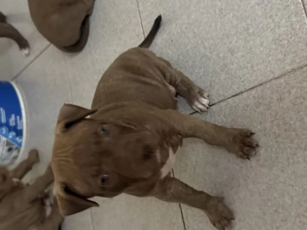 Cuccioli Pittbull  | Foto 5