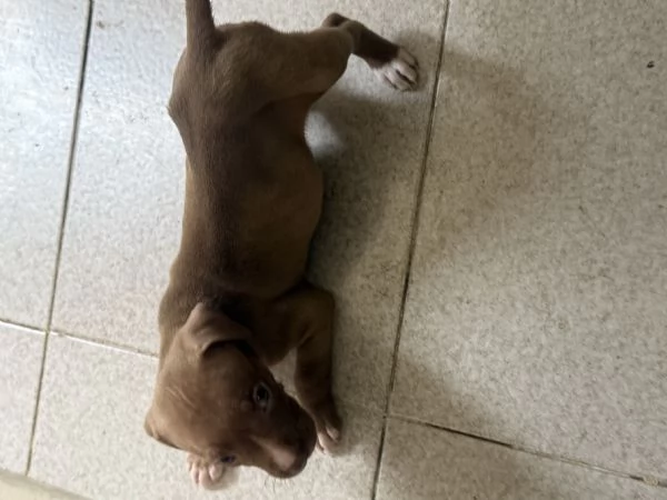 Cuccioli Pittbull  | Foto 4