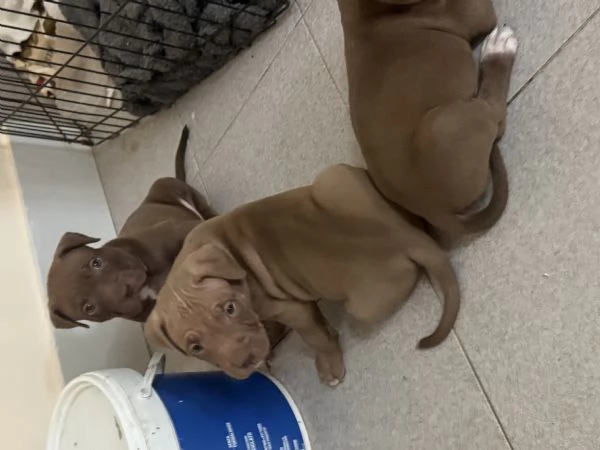 Cuccioli Pittbull  | Foto 3