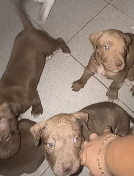 Cuccioli Pittbull  | Foto 2