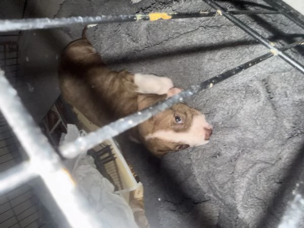 Cuccioli Pittbull  | Foto 1