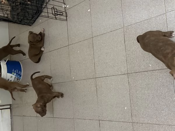Cuccioli Pittbull  | Foto 0