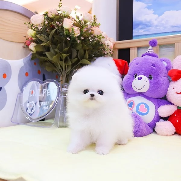 Bellissimo orsacchiotto di peluche Pomerania, amante del divertimento | Foto 2
