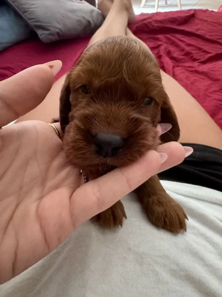 Cuccioli setter irlandese