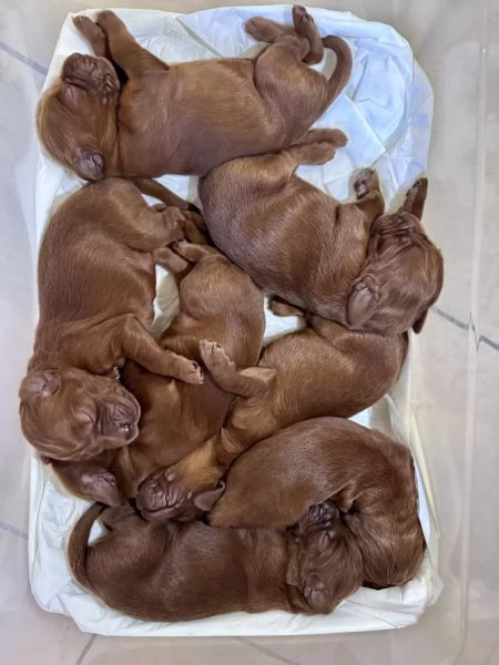 Cuccioli setter irlandese | Foto 2