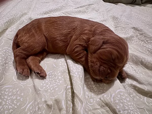 Cuccioli setter irlandese | Foto 1