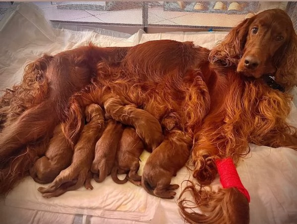 Cuccioli setter irlandese | Foto 0