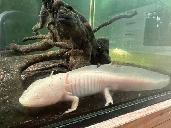 Regalo 6 Axolotl  | Foto 3
