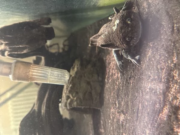 Regalo 6 Axolotl  | Foto 2