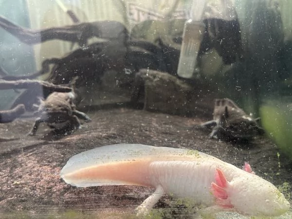 Regalo 6 Axolotl 