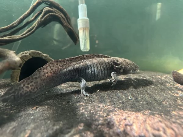 Regalo 6 Axolotl  | Foto 1