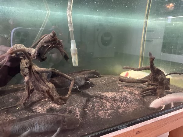 Regalo 6 Axolotl  | Foto 0