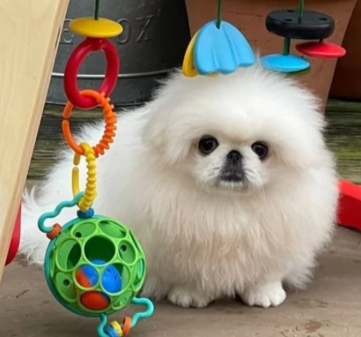 splendidi cuccioli di Pechinese | Foto 0