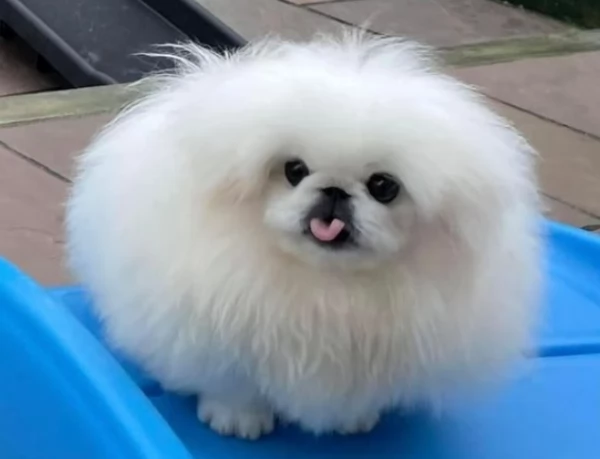 splendidi cuccioli di Pechinese