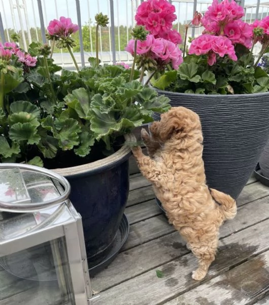 deliziosi cuccioli di barboncino toy