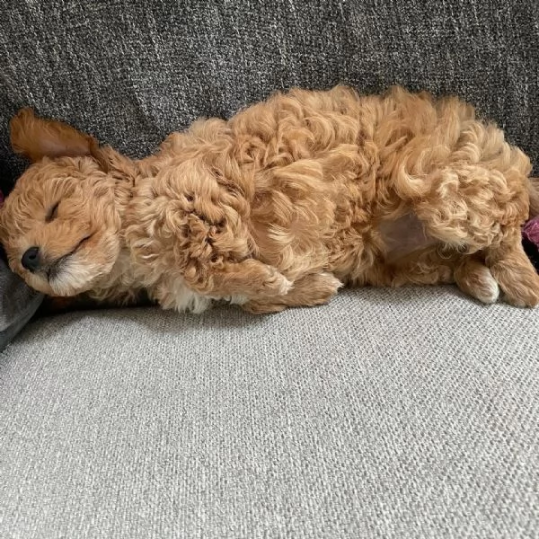 deliziosi cuccioli di barboncino toy | Foto 1