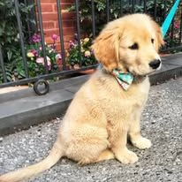 Golden Retriever | Foto 1