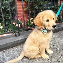 Golden Retriever | Foto 0