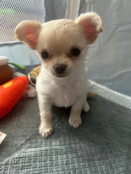 Chihuahua