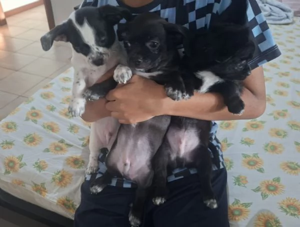 Chihuahua toy  | Foto 0