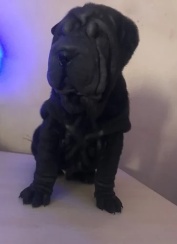 Meravigliosi Eccezionali cuccioli Shar pei