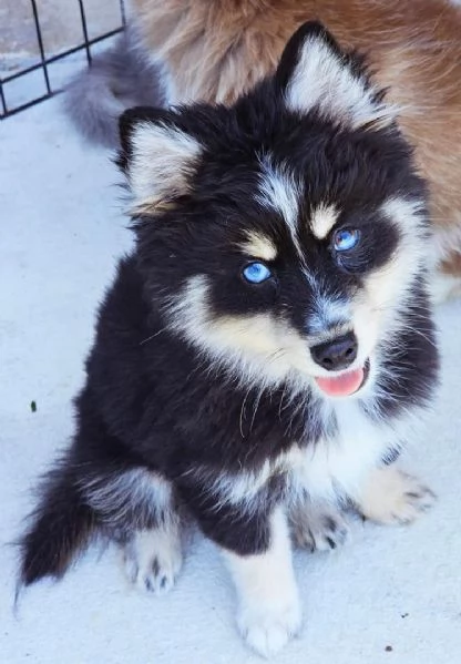 Cuccioli di Pomsky disponibili per l'adozione | Foto 4