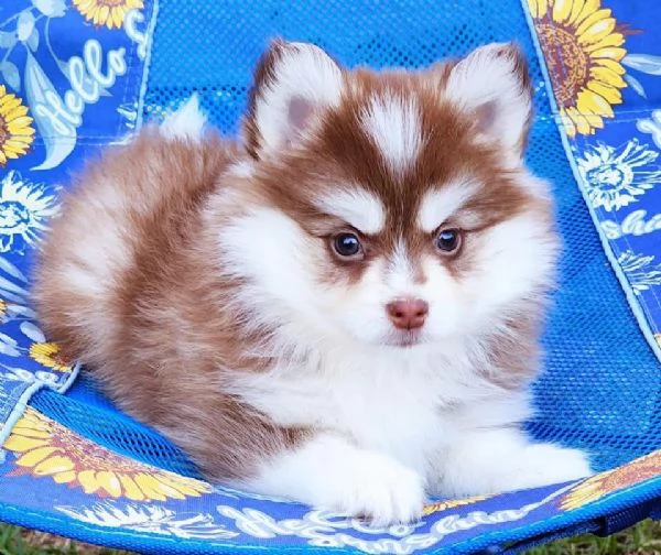 Cuccioli di Pomsky disponibili per l'adozione