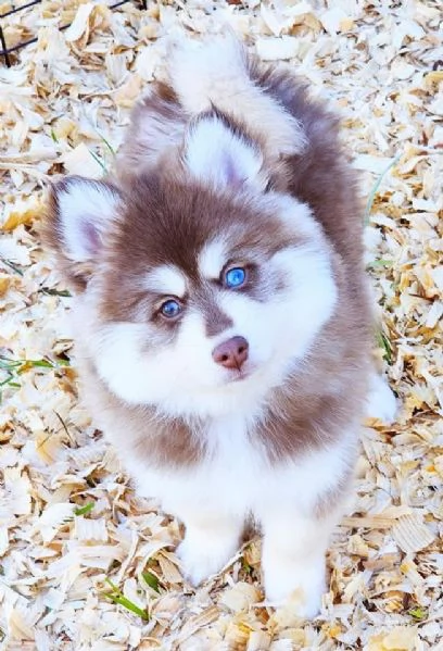 Cuccioli di Pomsky disponibili per l'adozione | Foto 3