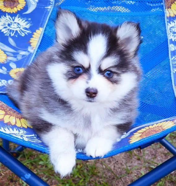 Cuccioli di Pomsky disponibili per l'adozione | Foto 0
