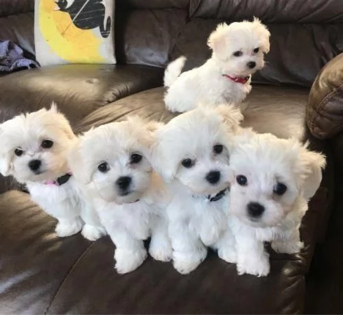 Cuccioli di maltese disponibili per l'adozione