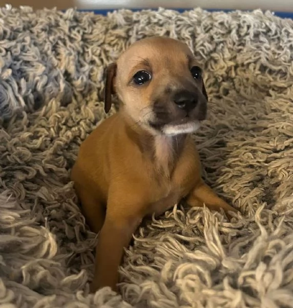 Levriero italiano disponibile per l'adozione.  | Foto 0