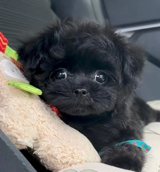 Cuccioli di barboncino toy disponibili per l'adozione | Foto 1