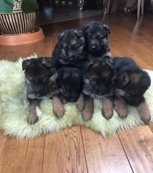 Cuccioli di pastore tedesco in adozione | Foto 1