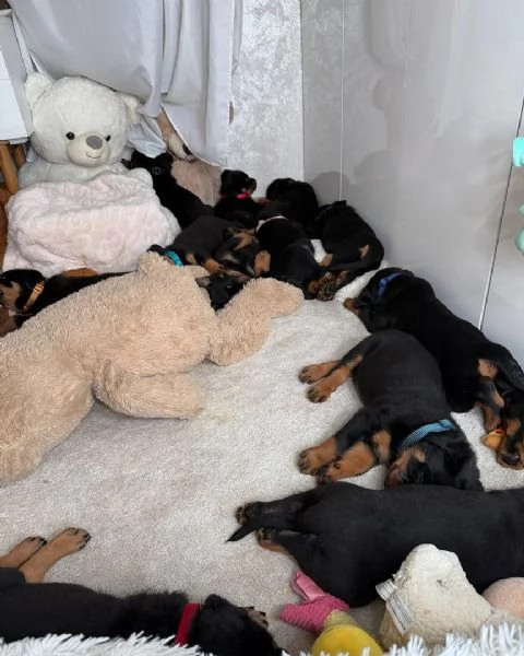 cucciolo di rottweiler disponibile per adozione | Foto 1