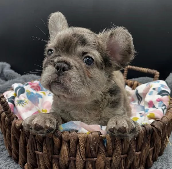Adotta un adorabile cucciolo di bulldog francese
