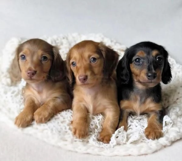 cucciolo di bassotto disponibile per l'adozione., | Foto 1