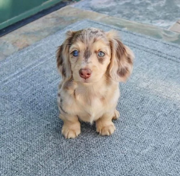 cucciolo di bassotto disponibile per l'adozione.,