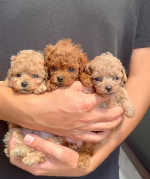 Cuccioli di barboncino toy disponibili per l'adozione | Foto 0