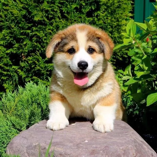  Cuccioli di Corgi disponibili per l'adozione | Foto 1