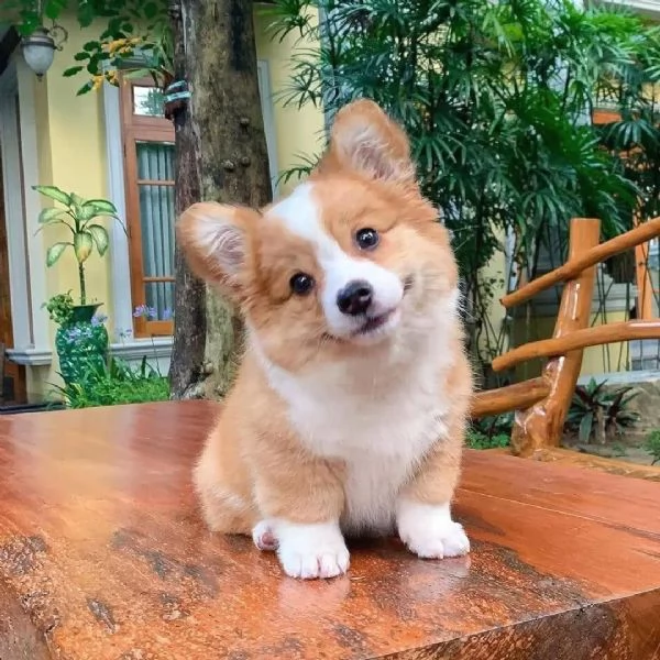 Cucciolo di Corgi disponibile per l'adozione.