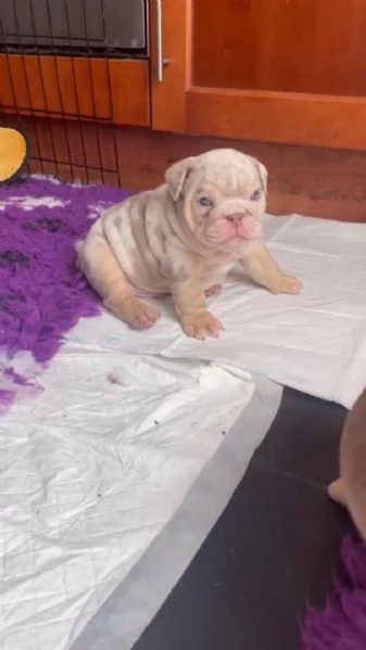 Cucciolo di bulldog inglese disponibile per l'adozione