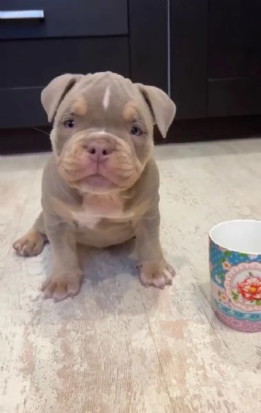 Cucciolo di Pitbull disponibile per l'adozione