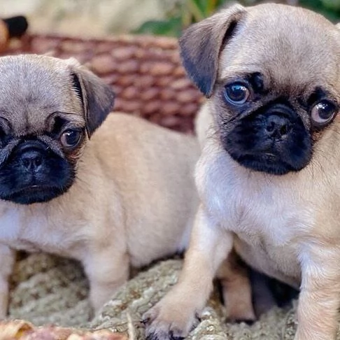 Splendidi cuccioli di Carlino | Foto 2