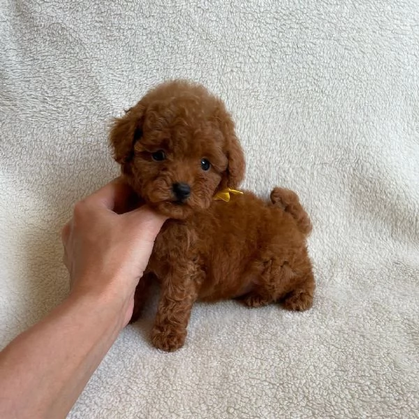 bellissima cucciola barboncina | Foto 1