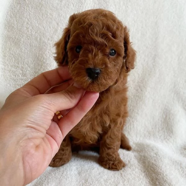 cuccioli di barboncino toy