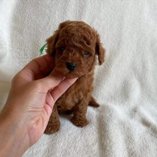 cuccioli di barboncino toy | Foto 4