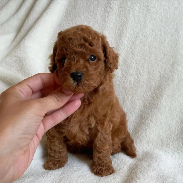 cuccioli di barboncino toy | Foto 1