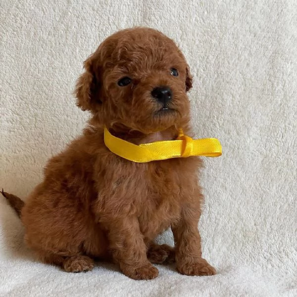 cuccioli di barboncino toy | Foto 0